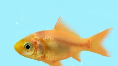 开口说英语第二季 开口说英语第二季